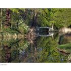 Spreewald Spiegelung