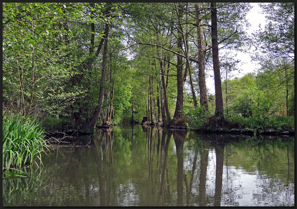 Spreewald VII   . . eine Reise wert.