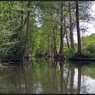 Spreewald VII   . . eine Reise wert.