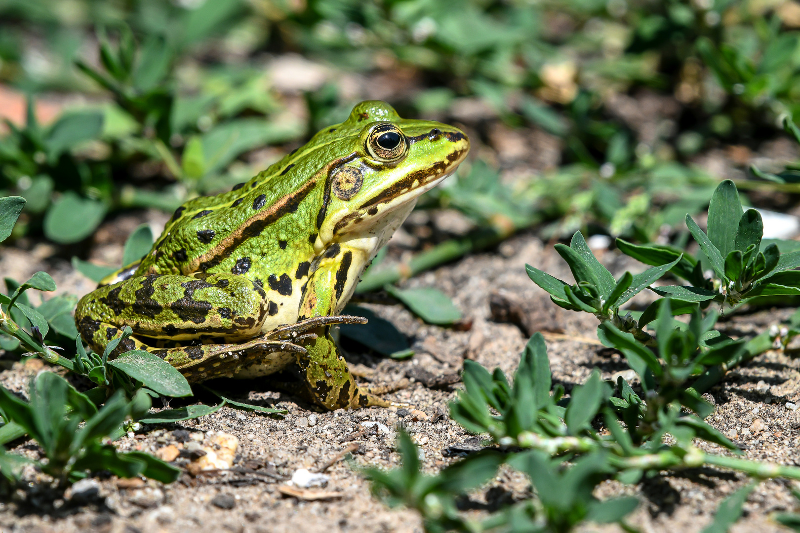 Spreewaldgurke mit Augen