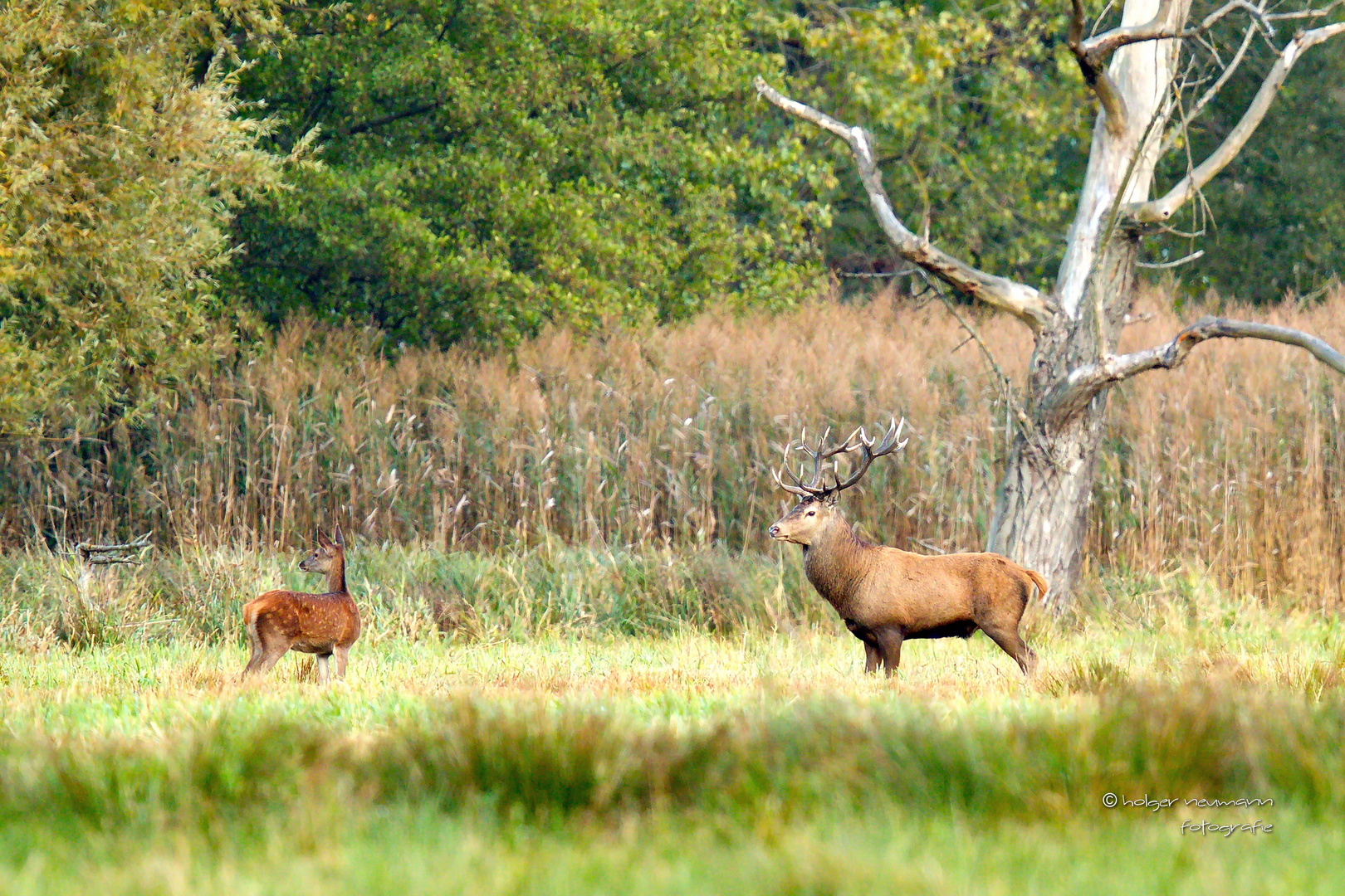 Spreewaldhirsch