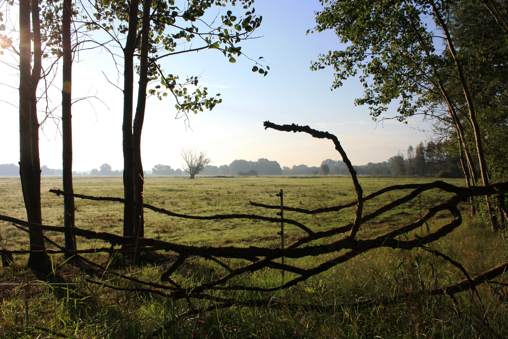 Spreewiesen im Morgenlicht