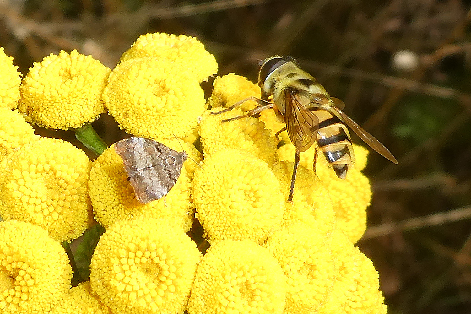 Spreizflügel-Nesselmotte und Totenkopf Schwebfliege