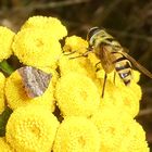 Spreizflügel-Nesselmotte und Totenkopf Schwebfliege