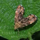 Spreizflügelfalter, Anthopila fabriciana, Nachtfalter