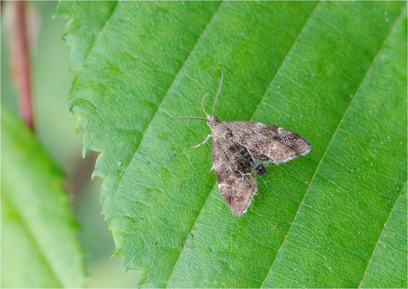 Spreizflügelmotte (Anthophila fabriciana)