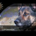 Sprengstoffspürhund Ibo beim Weltklimagipfel Kopenhagen 2009