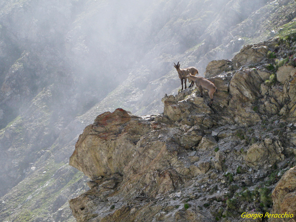 Sprezzanti del vuoto Foto Immagini animali, mammiferi allo stato