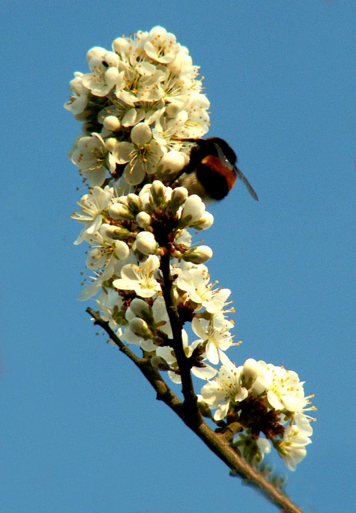 Sprichwort: ‚Eine Fliege macht noch keinen Sommer.’…