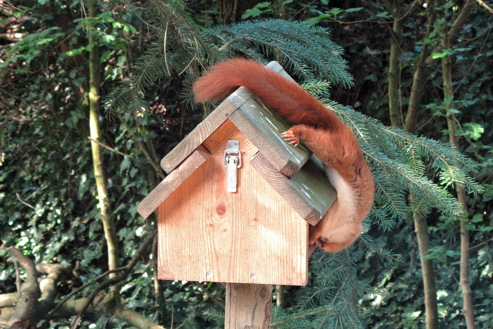 Sprichwort: "Mühsam ernährt sich das Eichhörnchen"