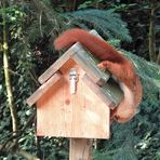 Sprichwort: "Mühsam ernährt sich das Eichhörnchen"