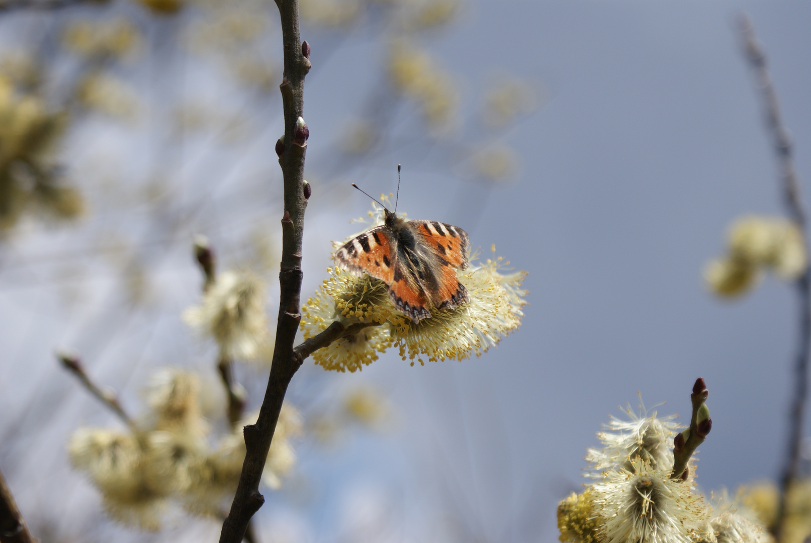 Spring