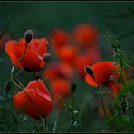 Spring...