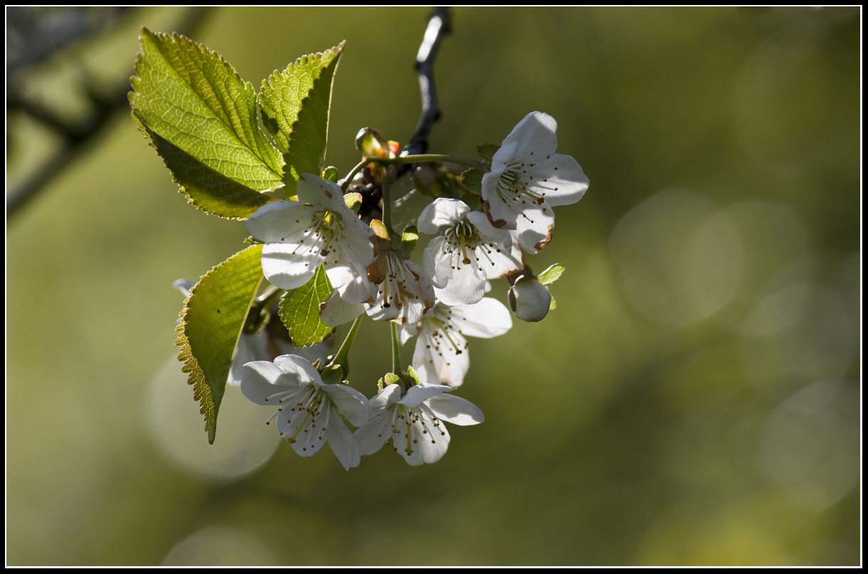 Spring.