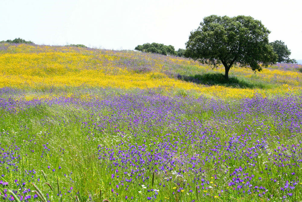 Spring Alentejo 2