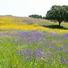 Spring Alentejo 2