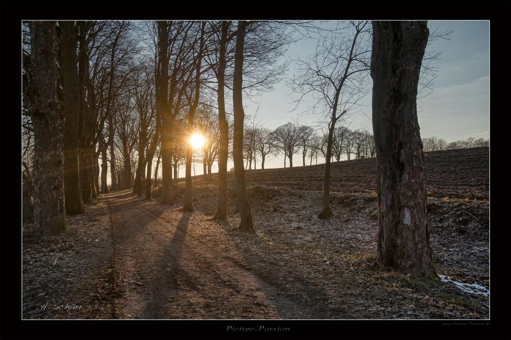 Spring Alley