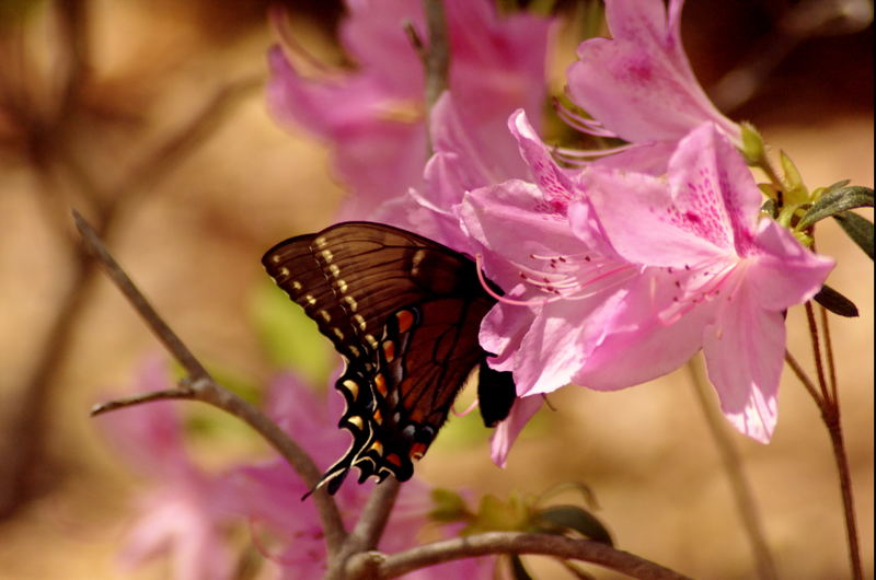 Spring.. among other things