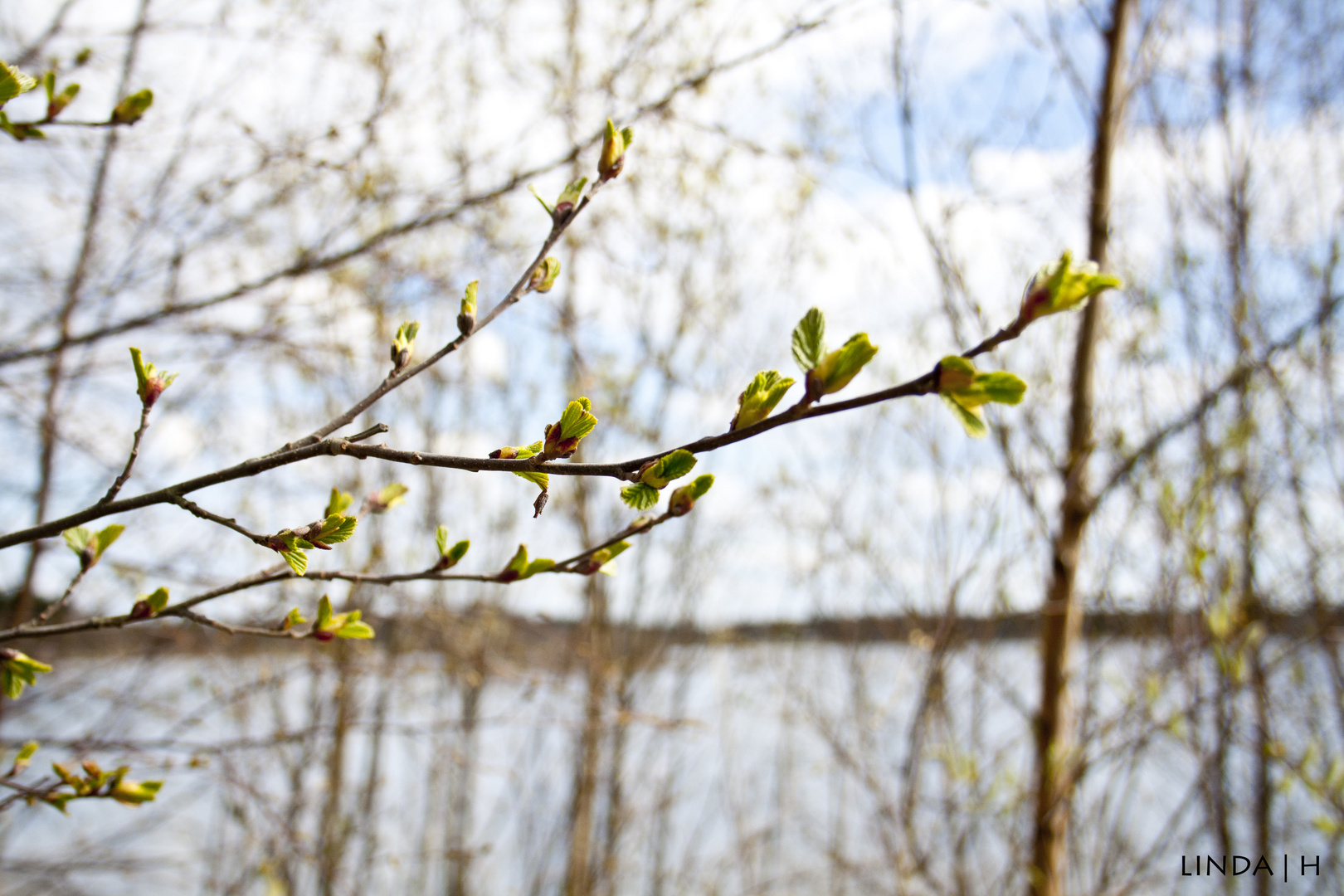 Spring and green.