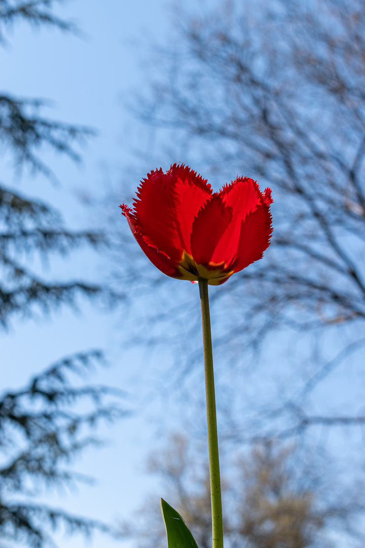 Spring and tulips in the city