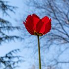 Spring and tulips in the city