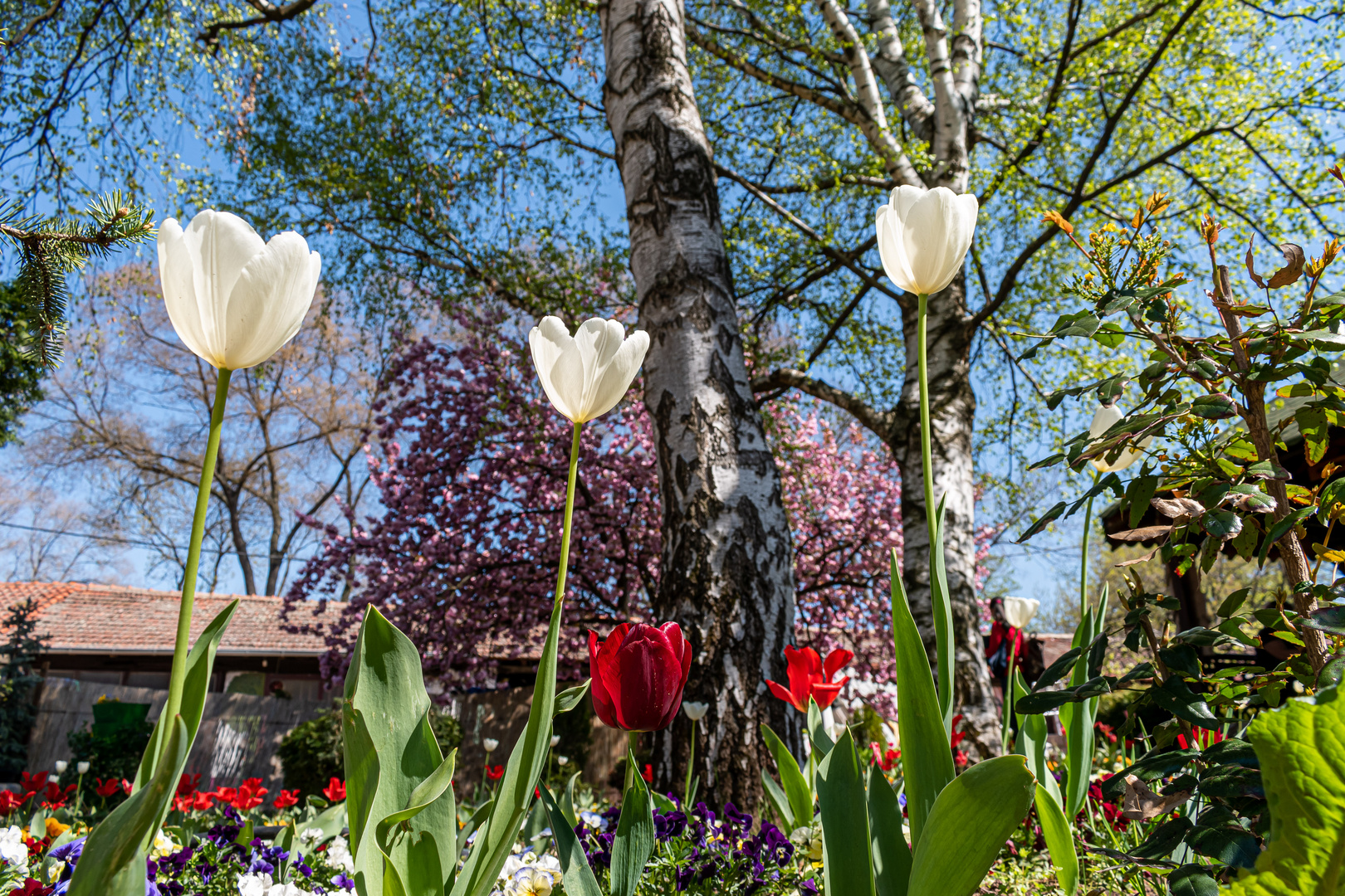 Spring and tulips in the city