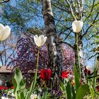 Spring and tulips in the city