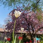 Spring and tulips in the city