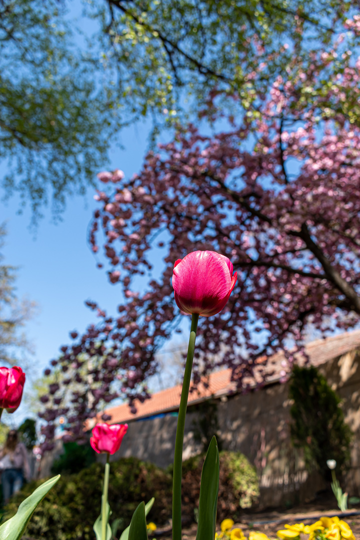 Spring and tulips in the city