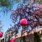 Spring and tulips in the city