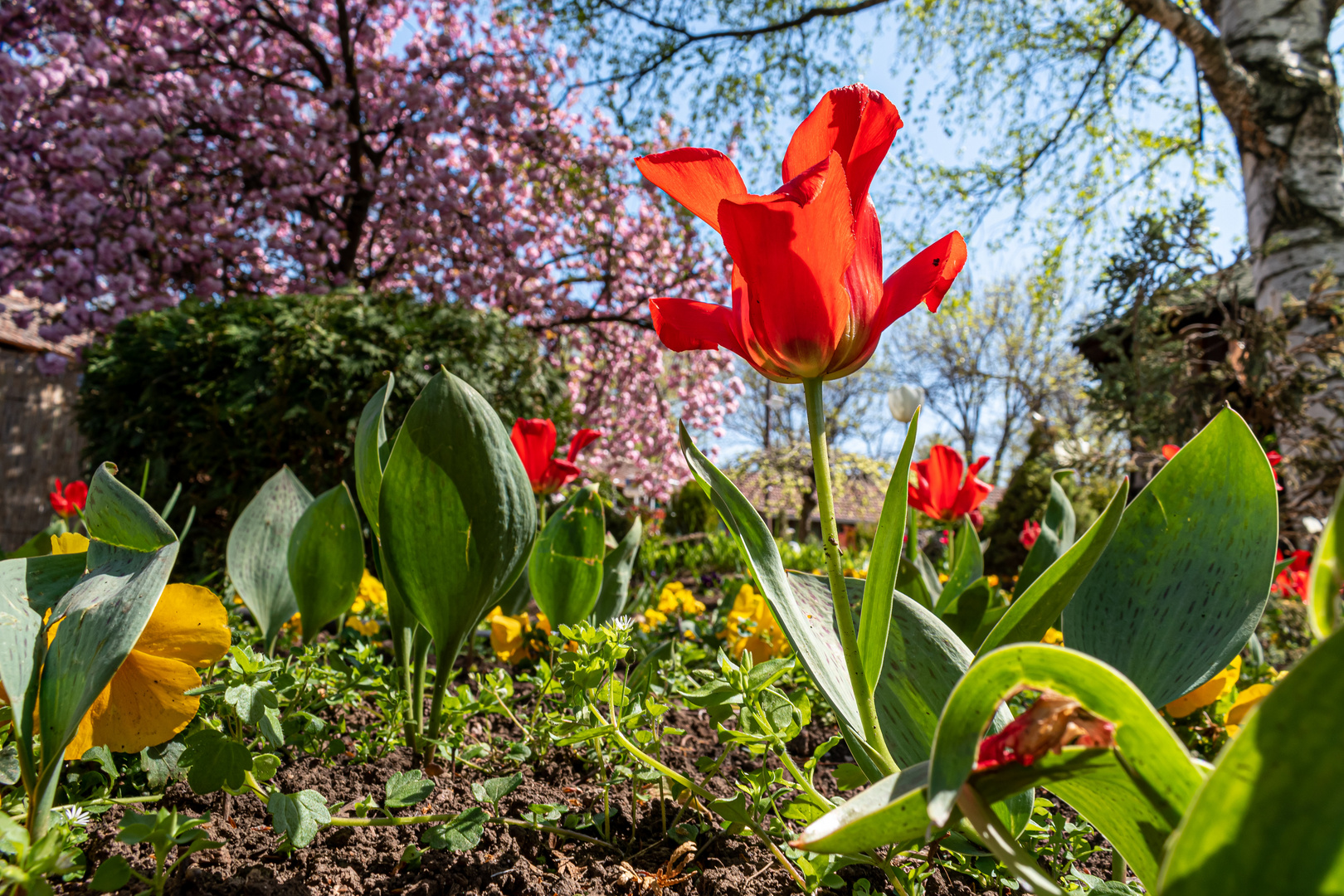 Spring and tulips in the city