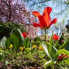 Spring and tulips in the city