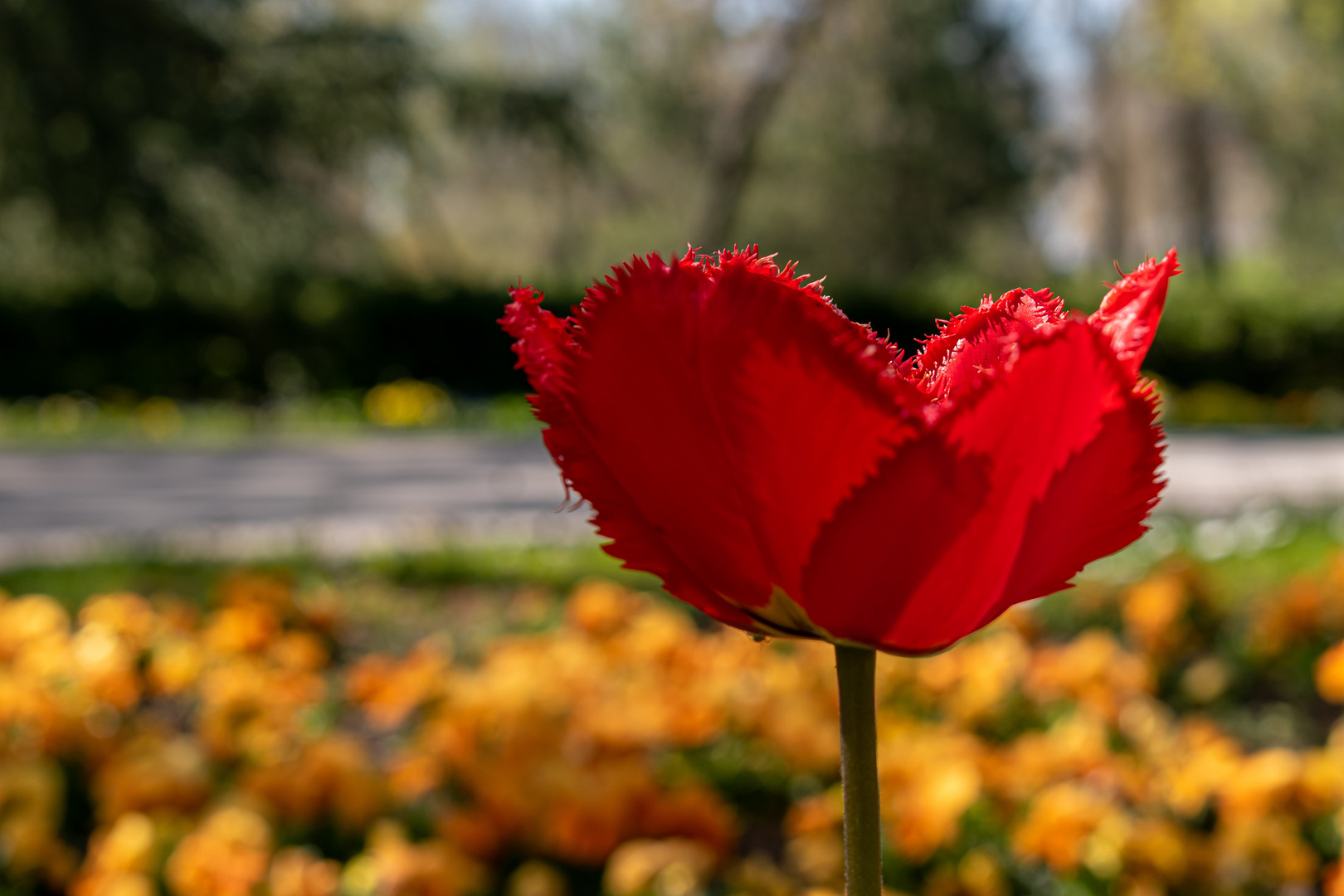 Spring and tulips in the city