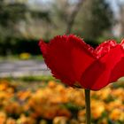 Spring and tulips in the city