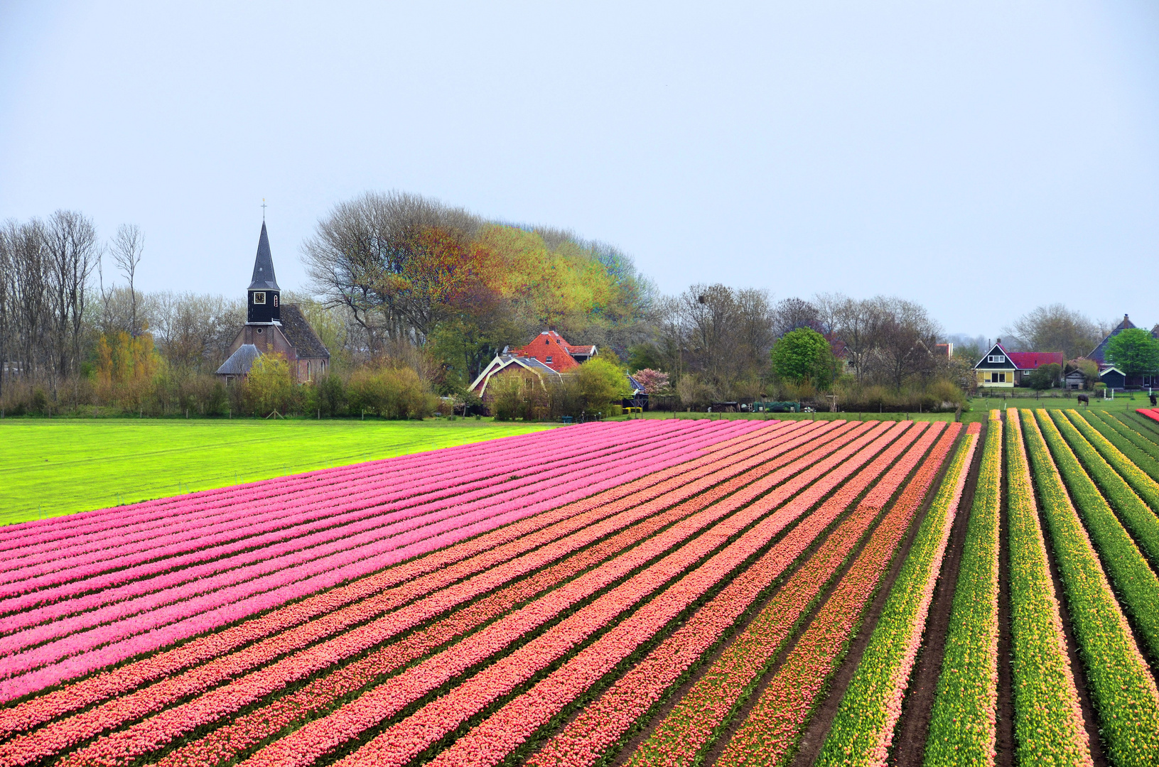 Spring and tulips inThe Netherlands.