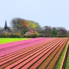 Spring and tulips inThe Netherlands.