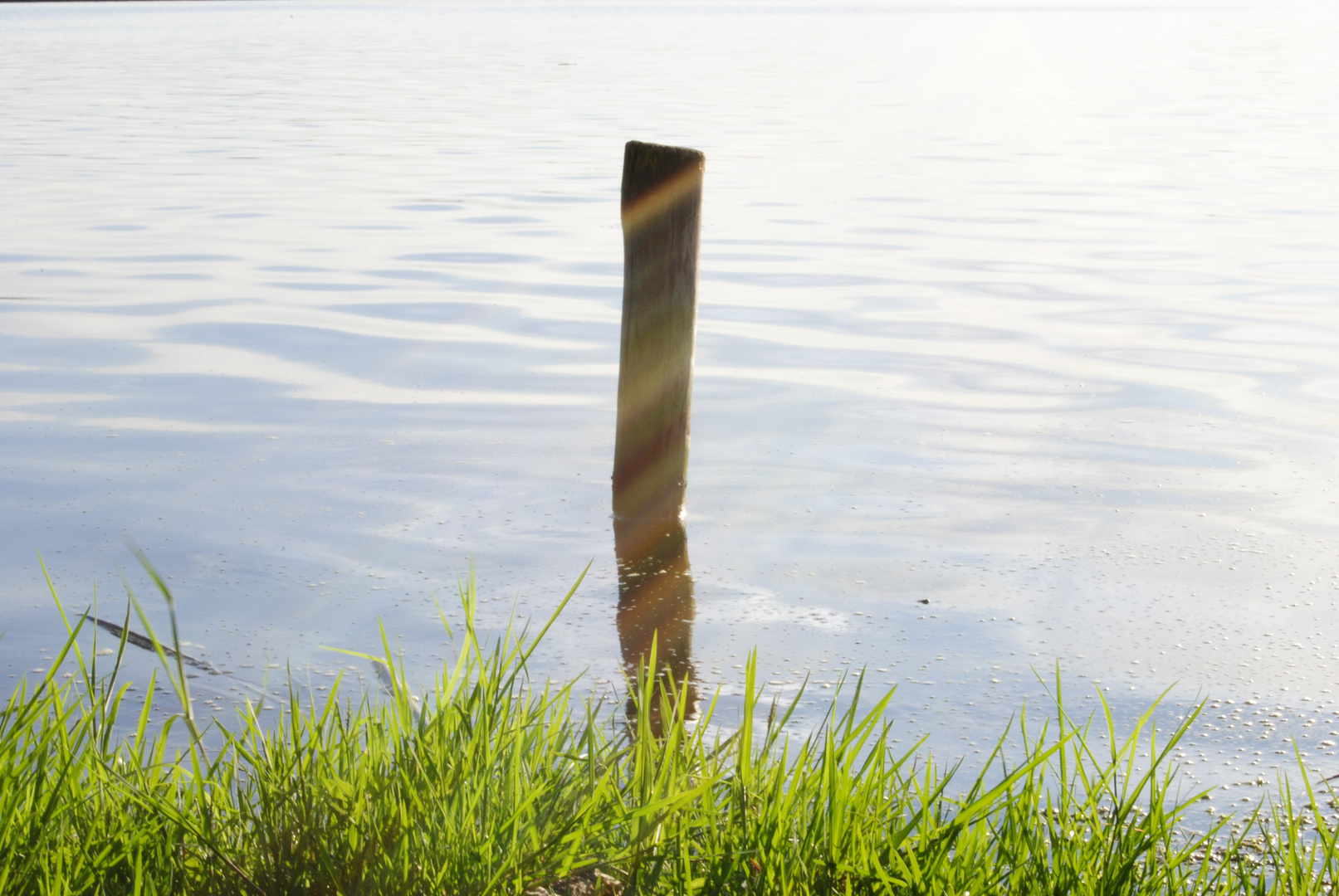 Spring and wet wood