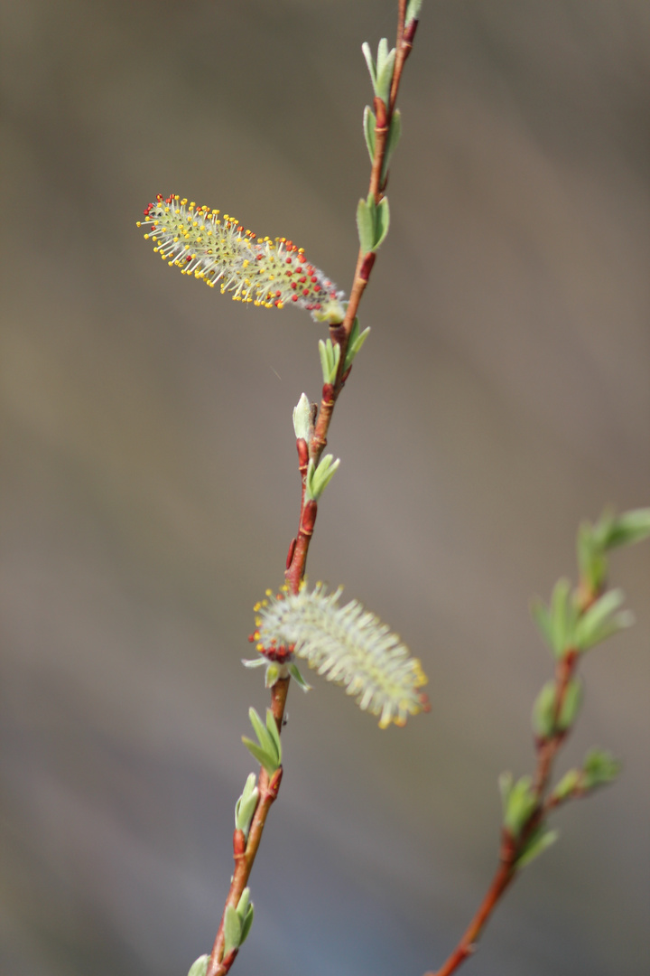 Spring arrives 1