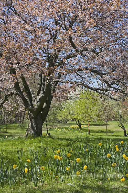 Spring arrives in Western New York 2011, the longest winter ever !!!