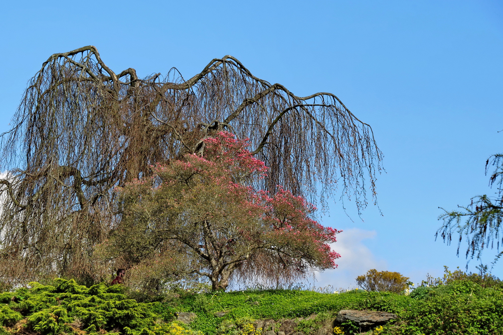 Spring at "Lizzi" Park  (2)