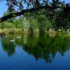 Spring at the lake