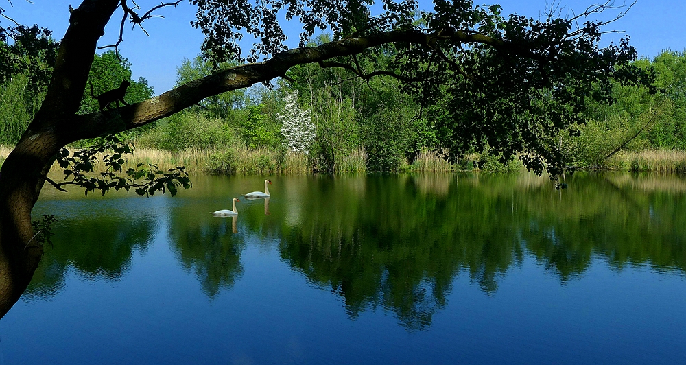 Spring at the lake
