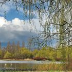 Spring at Trout Lake (2)