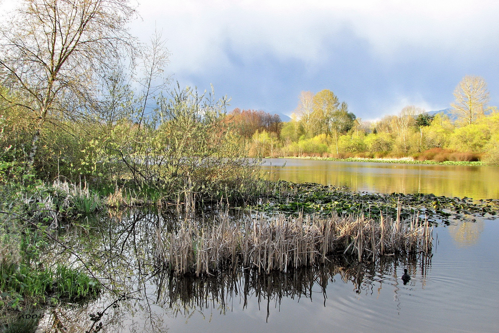 Spring at Trout Lake (3)