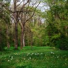 Spring at Vacratot Botanic Garden