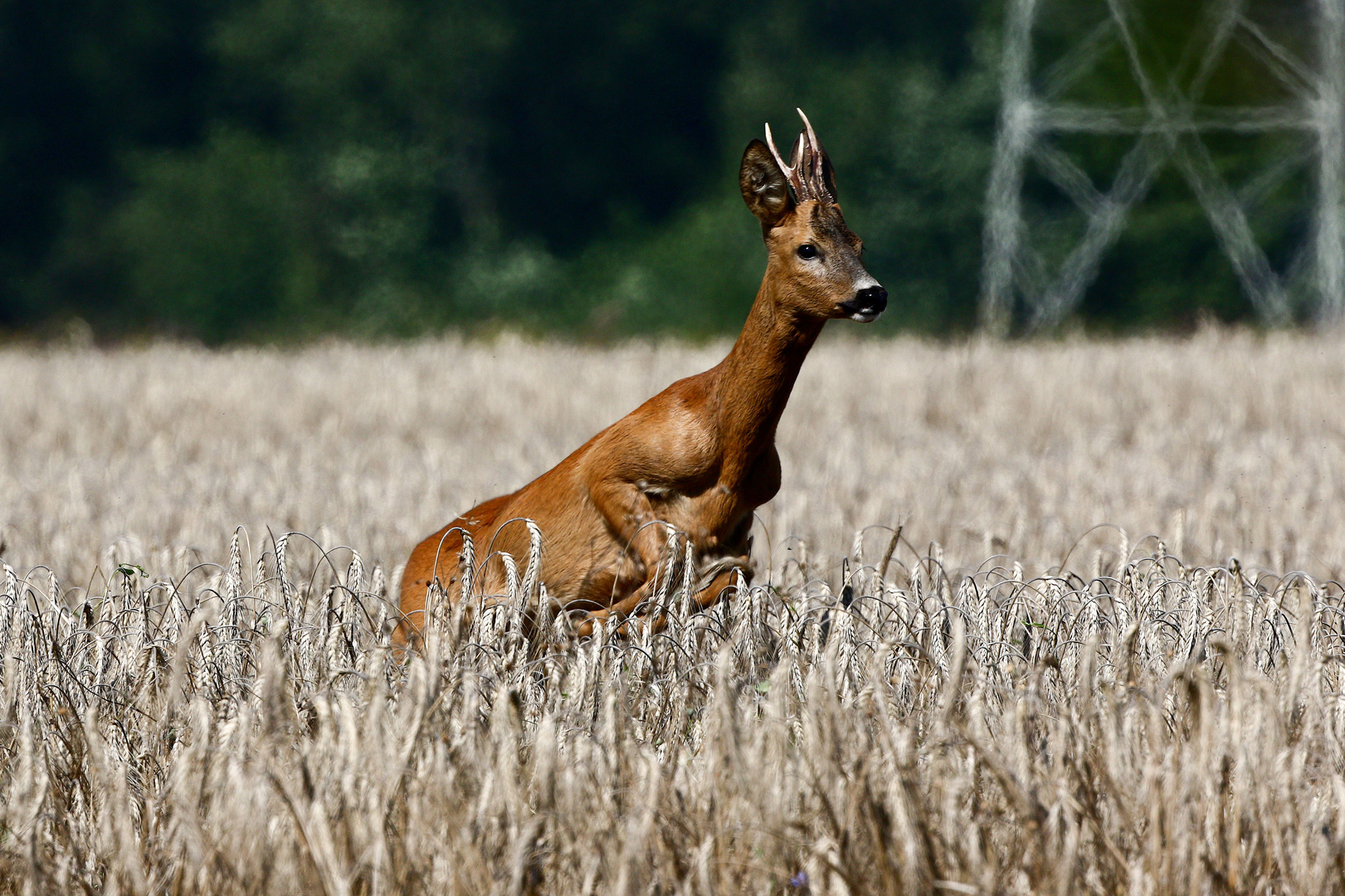 Spring aus dem Feld