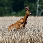 Spring aus dem Feld