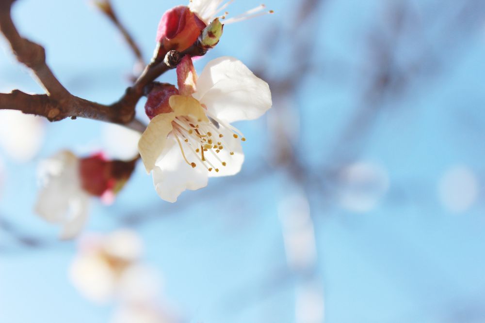 Spring Awakes von Cornelia Skoberne 