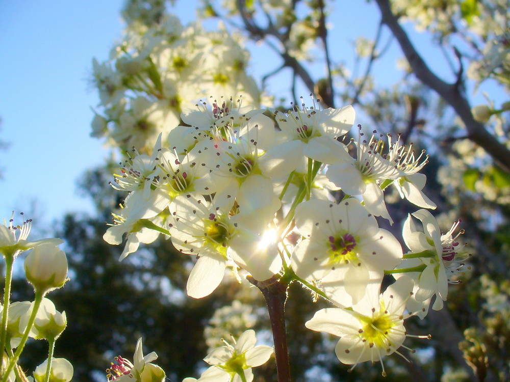 Spring