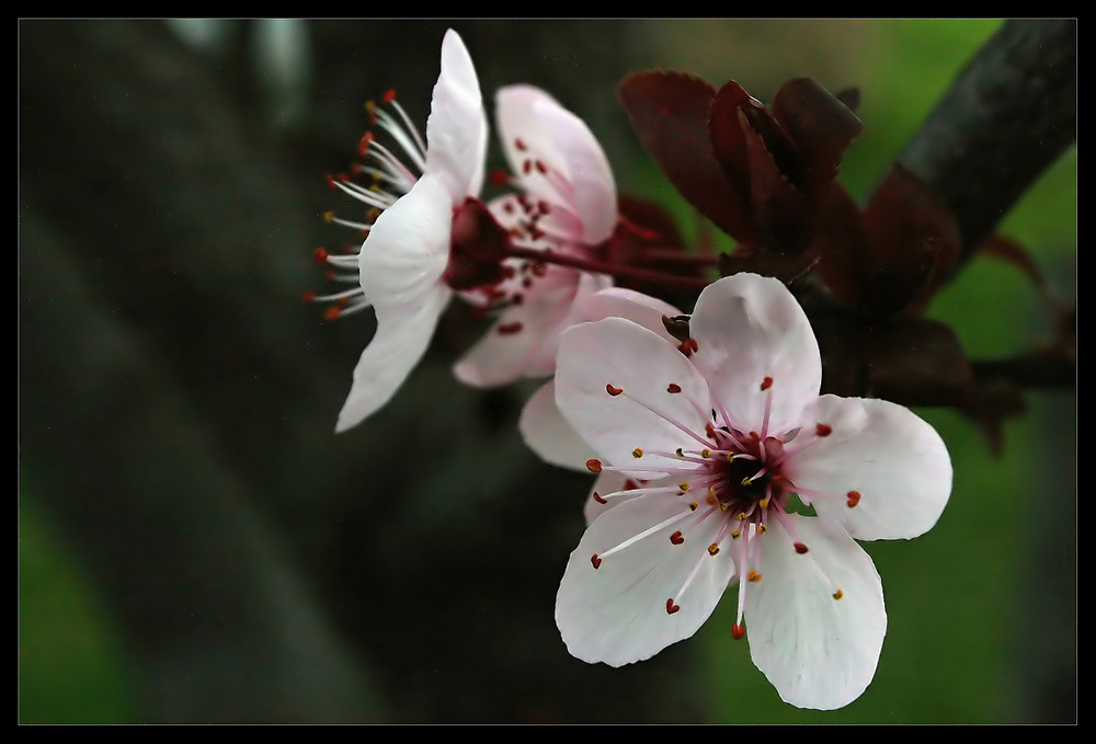 Spring Beauties for Sue